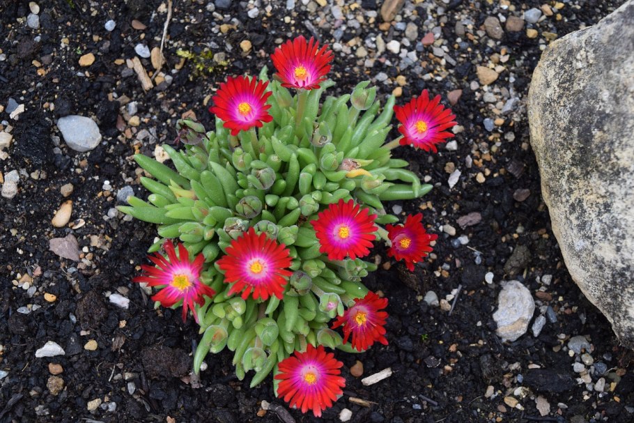 Делосперма Купера (Delosperma cooperi)