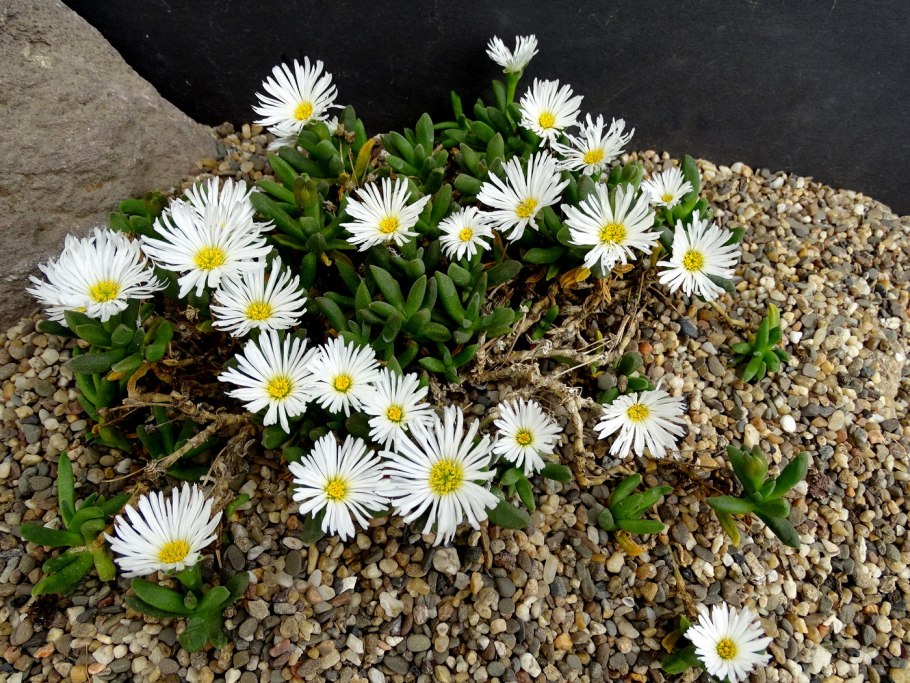 Делосперма Купера