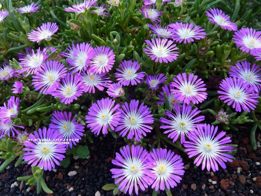 Делосперма растение