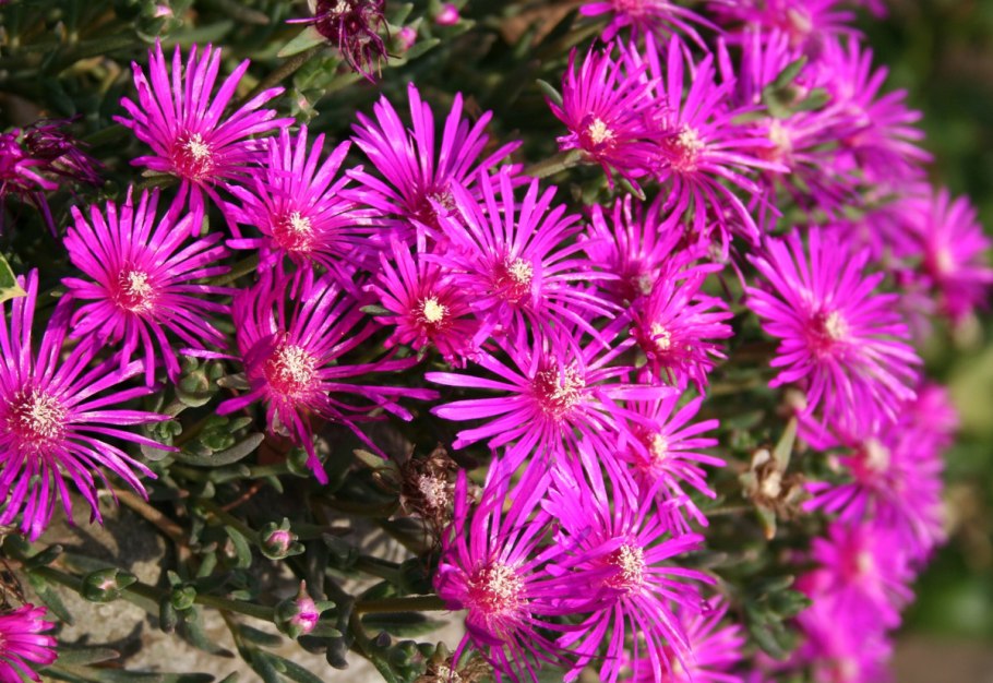 Делосперма Купера (Delosperma cooperi)