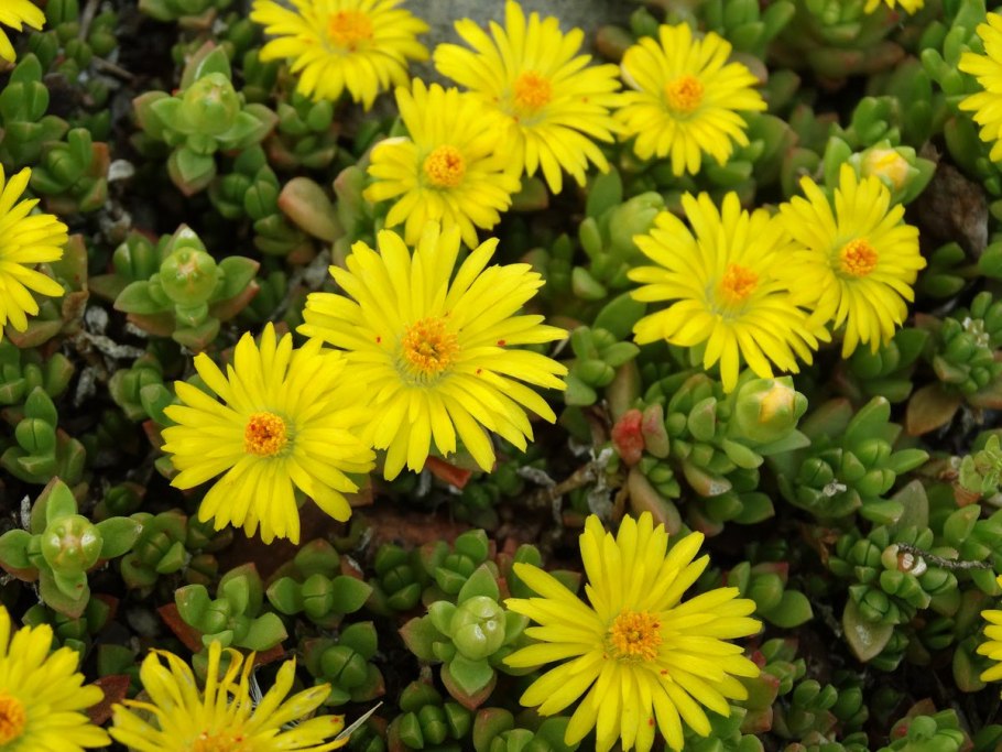 Делосперма Купера