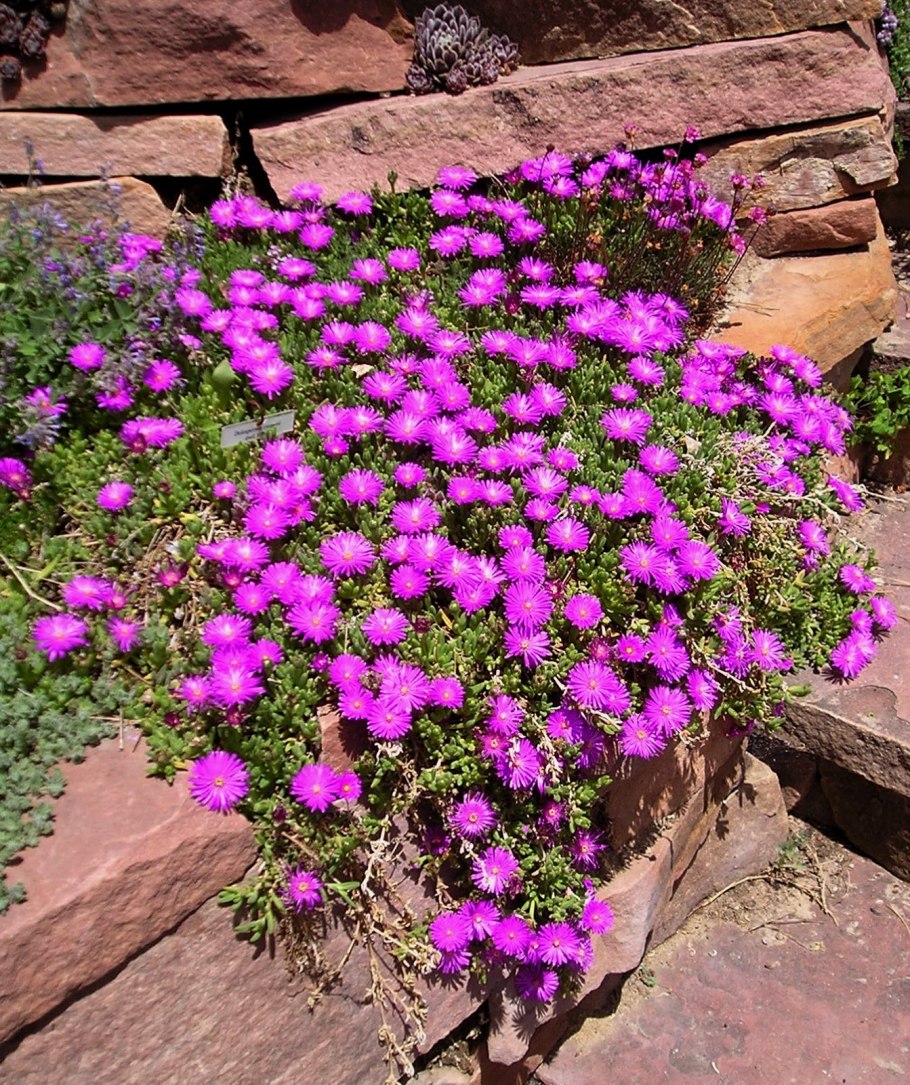 Цветок делосперма