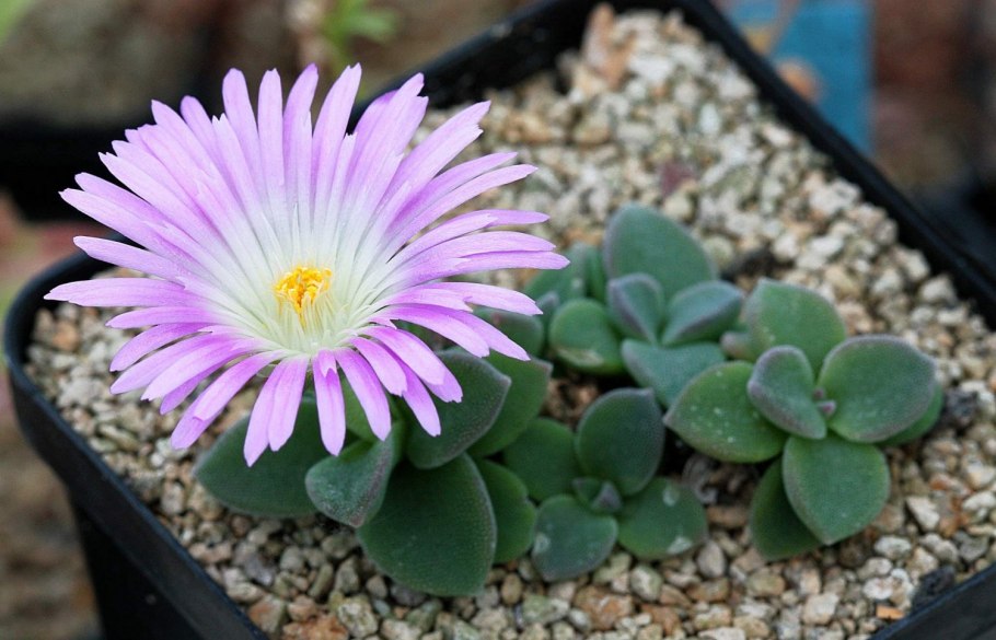 Семена делосперма