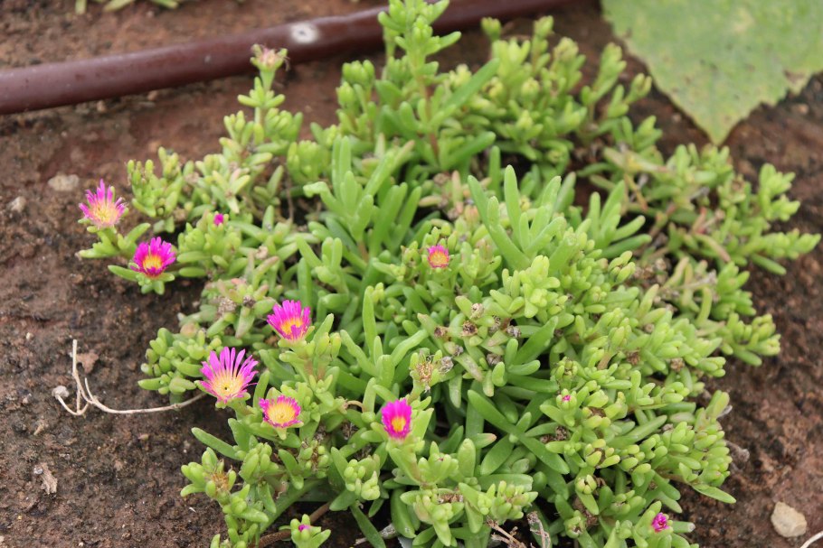 Делосперма Купера (Delosperma cooperi)