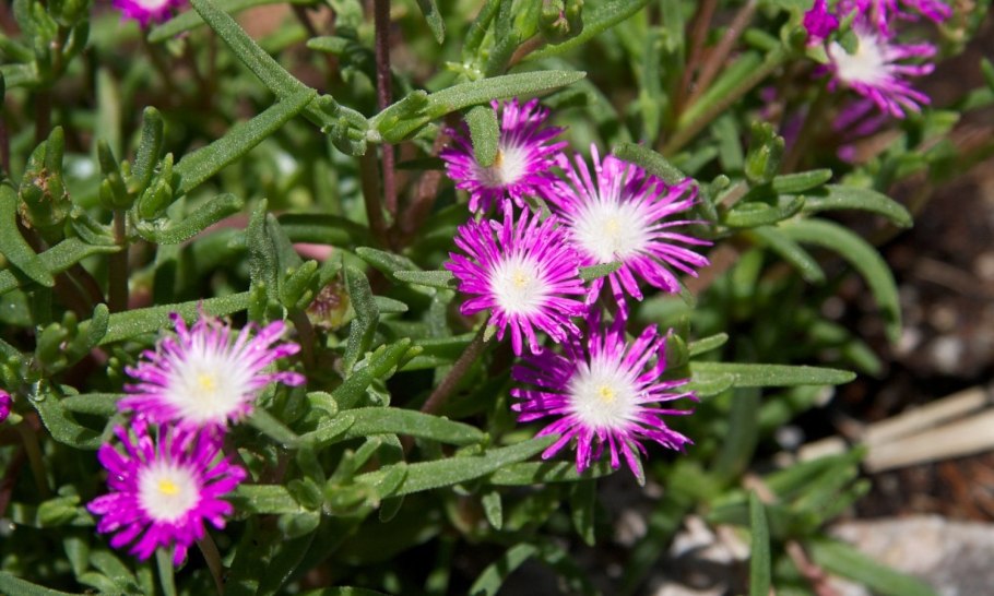 Делосперма Звездная пыль