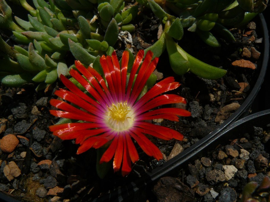 Делосперма ежевидная