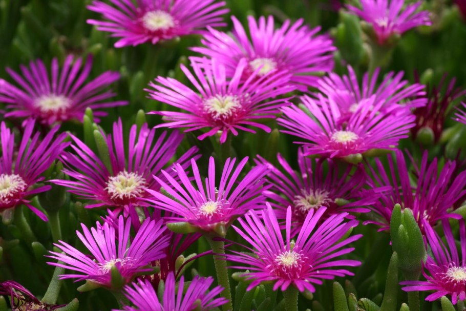 Делосперма Купера