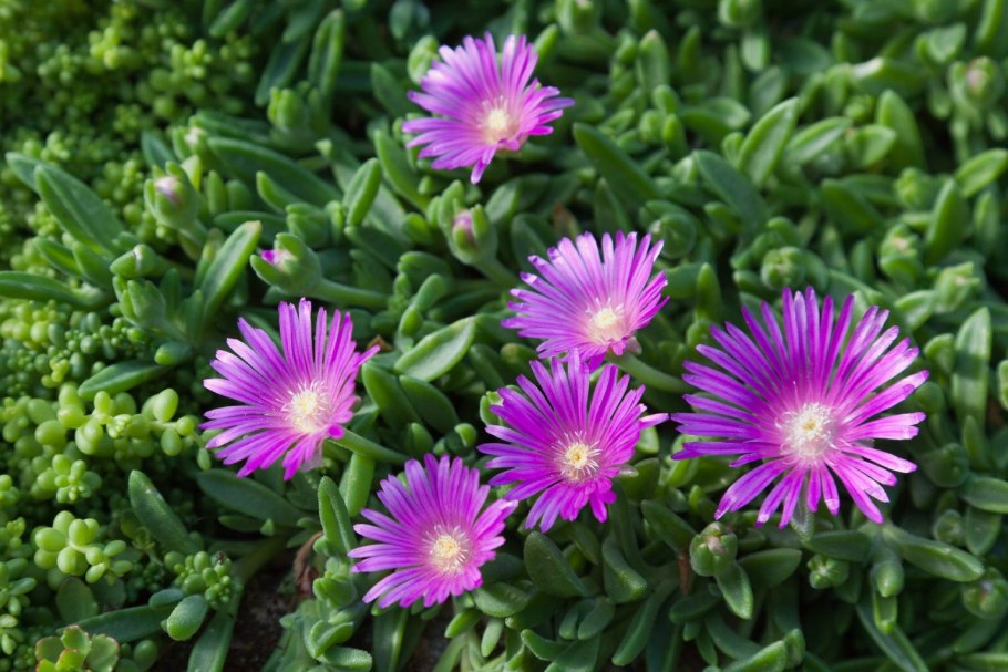 Делосперма Звездная пыль