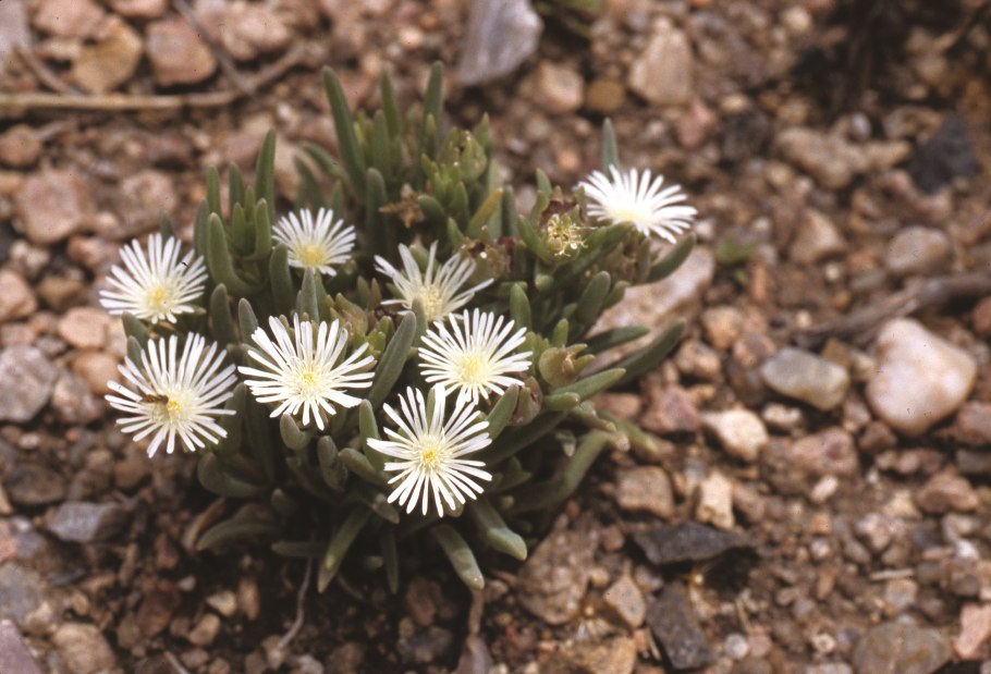 Делосперма Купера на клумбе