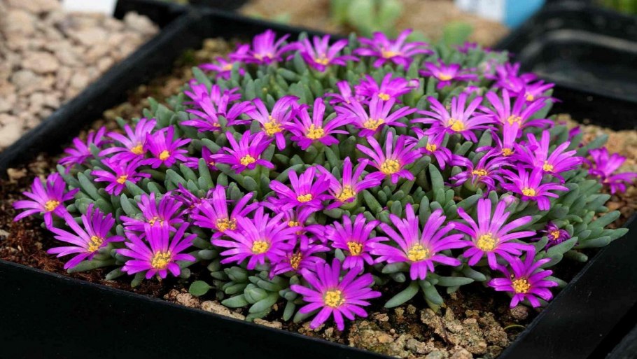 Делосперма Созвездие