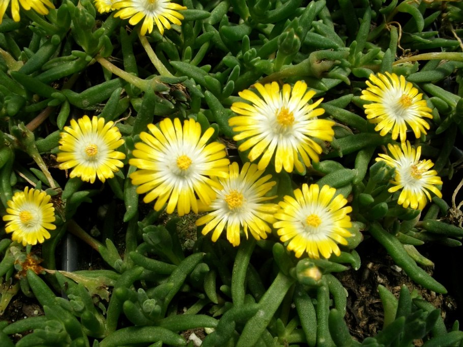 Делосперма Звездная пыль