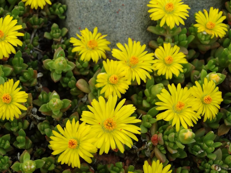 Делоспермум желтый