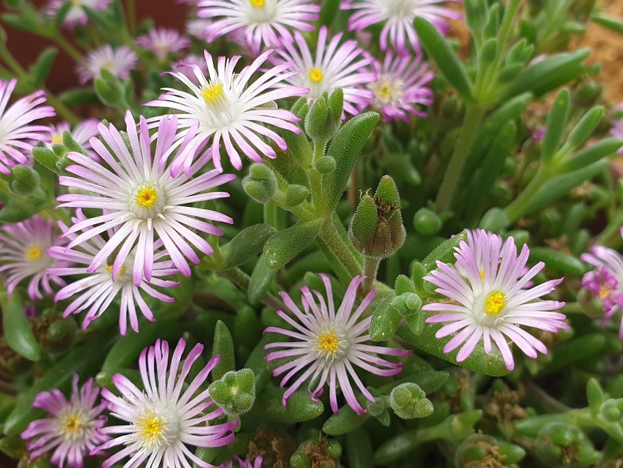 Делосперма Sundella