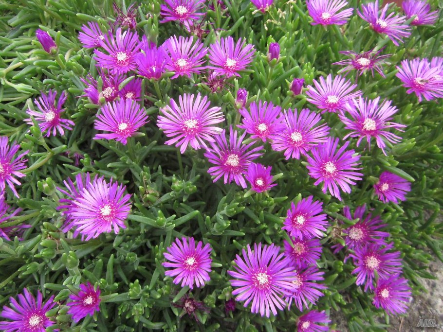 Карпобротус делосперма