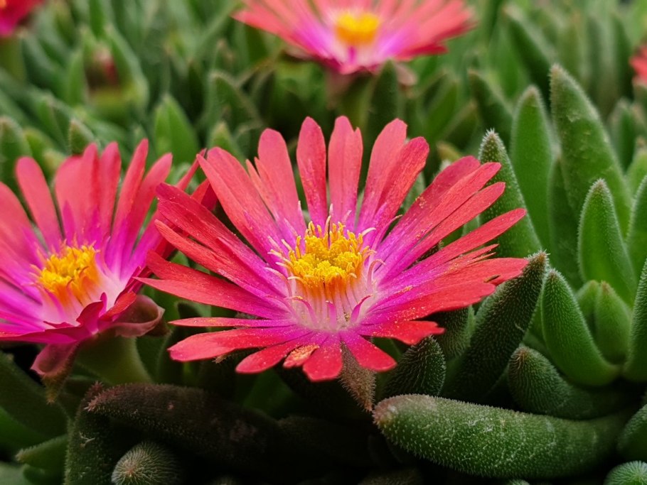 Делосперма Уайт