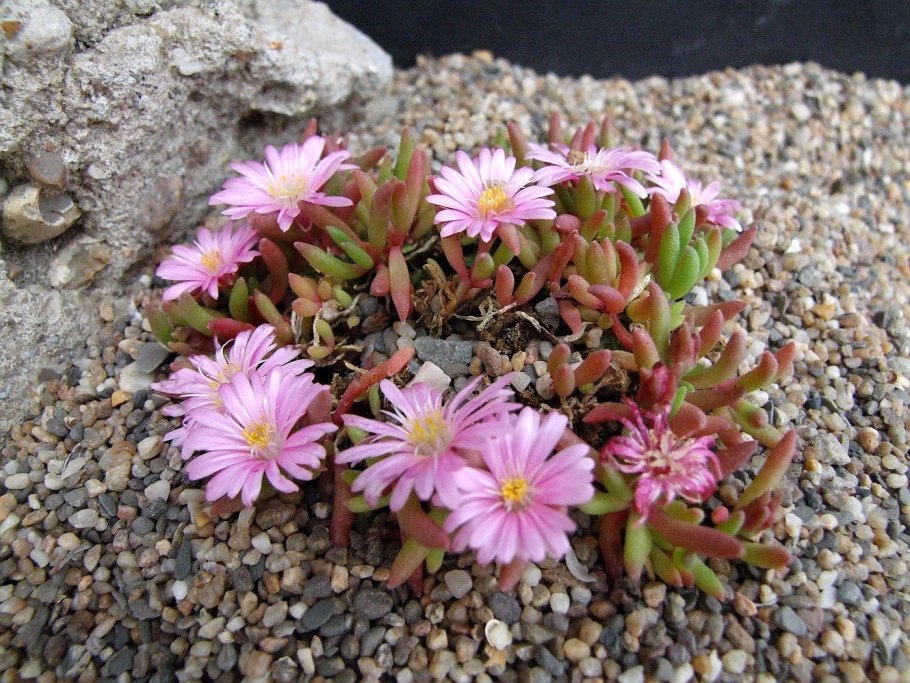 Делостепма Звёздная пыль