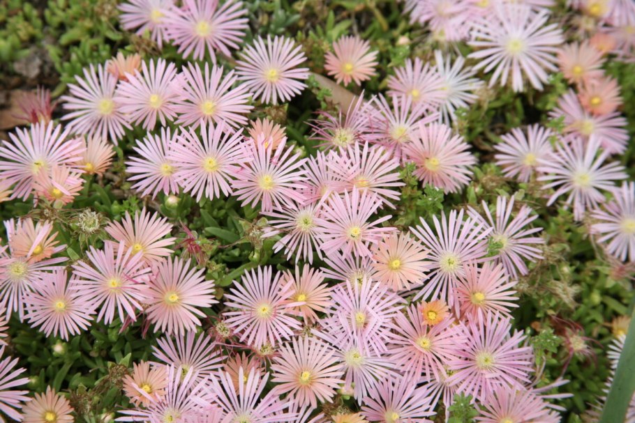 Цветок делосперма Купера