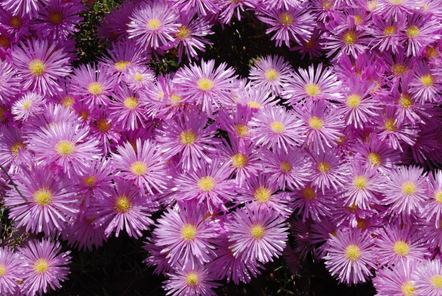 Делосперма Купера Yellow