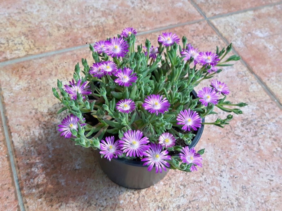 Делосперма Купера Созвездие