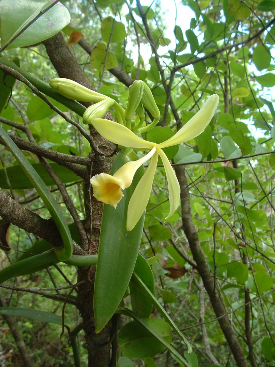 Ваниль дерево
