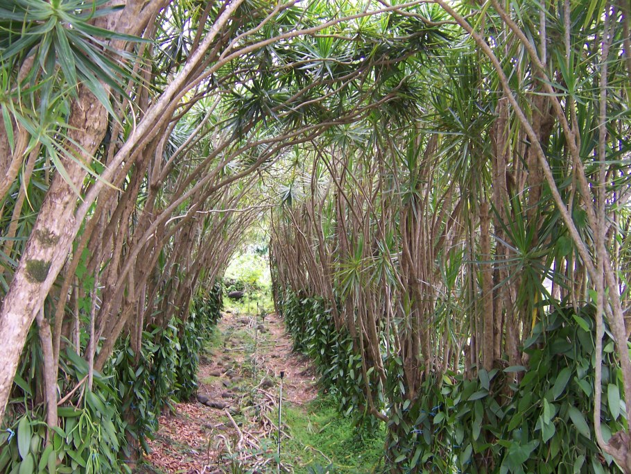 Ваниль дерево