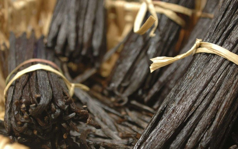 Бурбонская ваниль растение