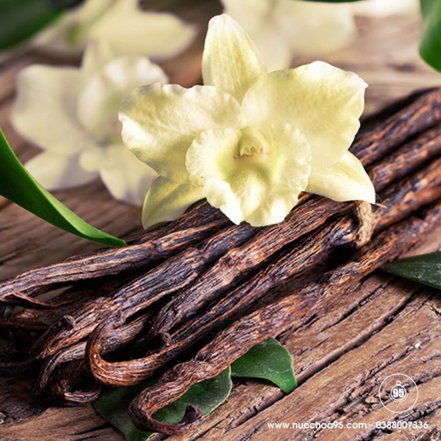 Бурбонская ваниль растение