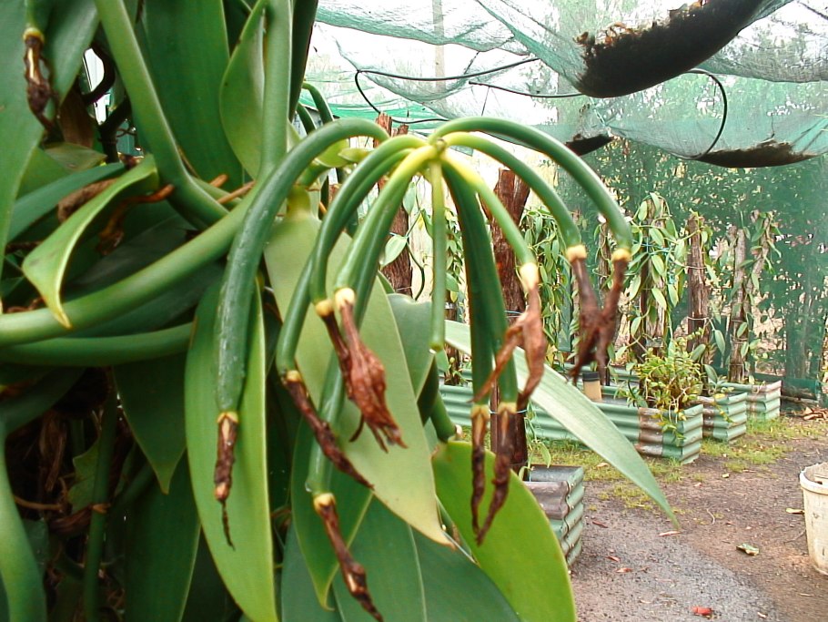 Бурбонская ваниль растение