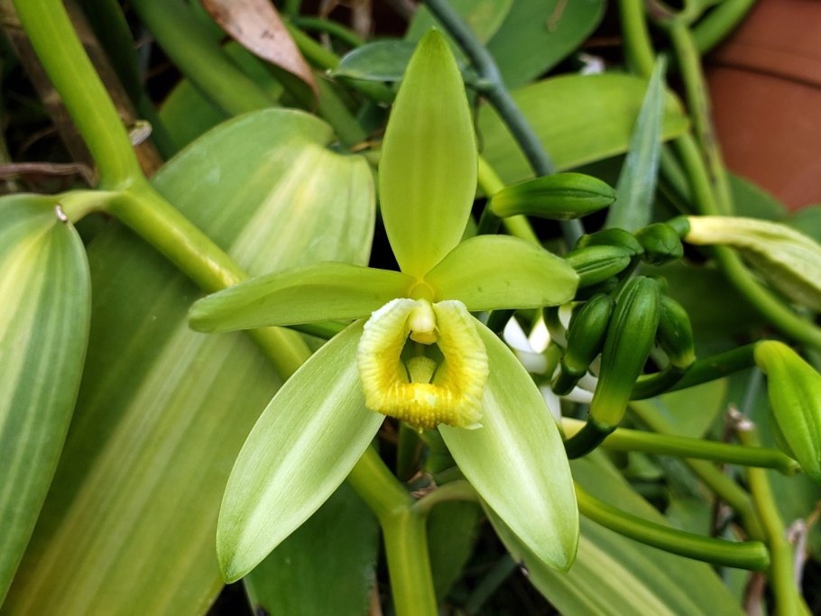 Плосколистная (Vanilla planifolia