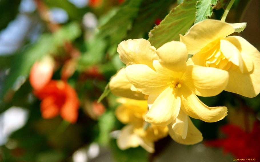 Цветущей ванили сад