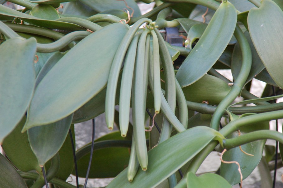 Ванили плосколистной (Vanilla planifolia)