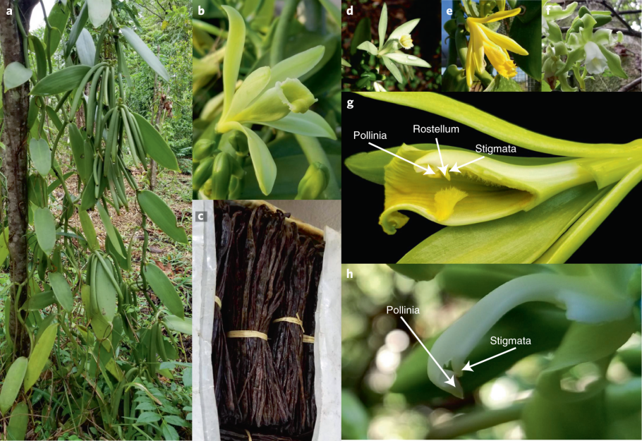 Ваниль в естественной среде