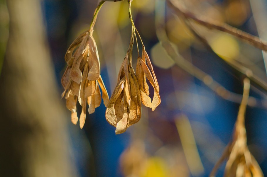 Ясень дерево семена