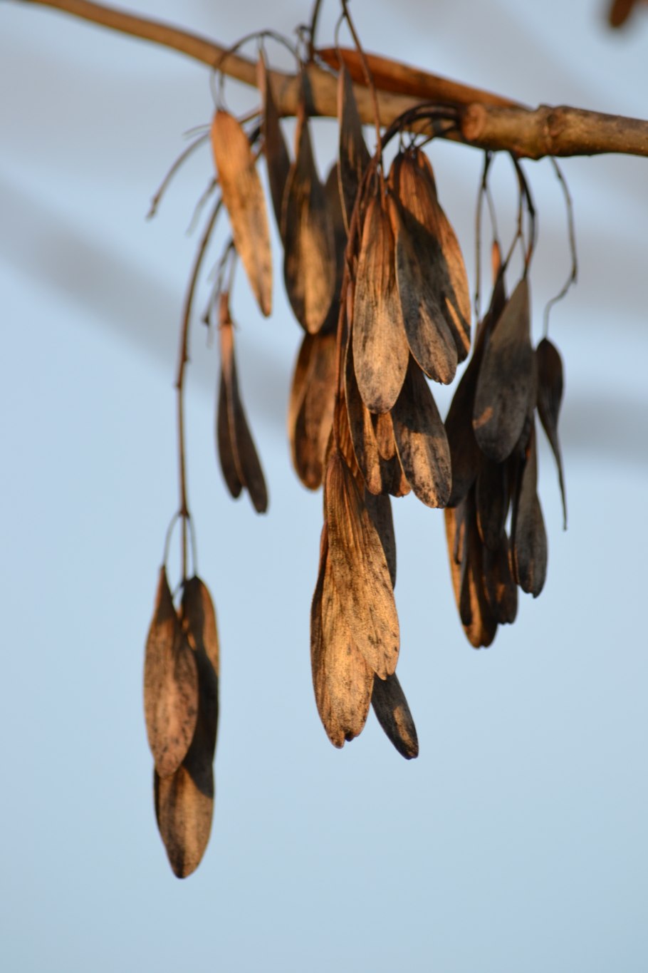 Клен ясенелистный Крылатки