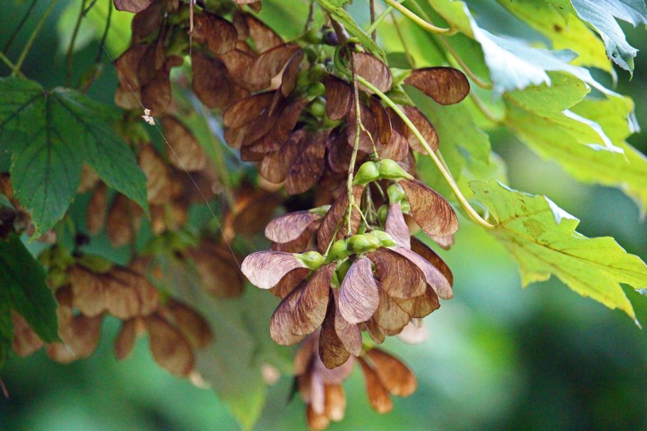 Клен ясенелистный дерево