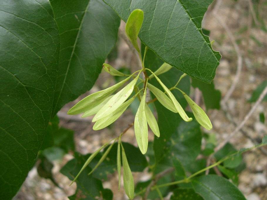 Ясень пенсильванский плод