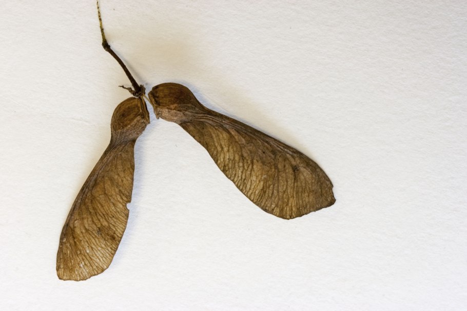 Семена ясеня и клена