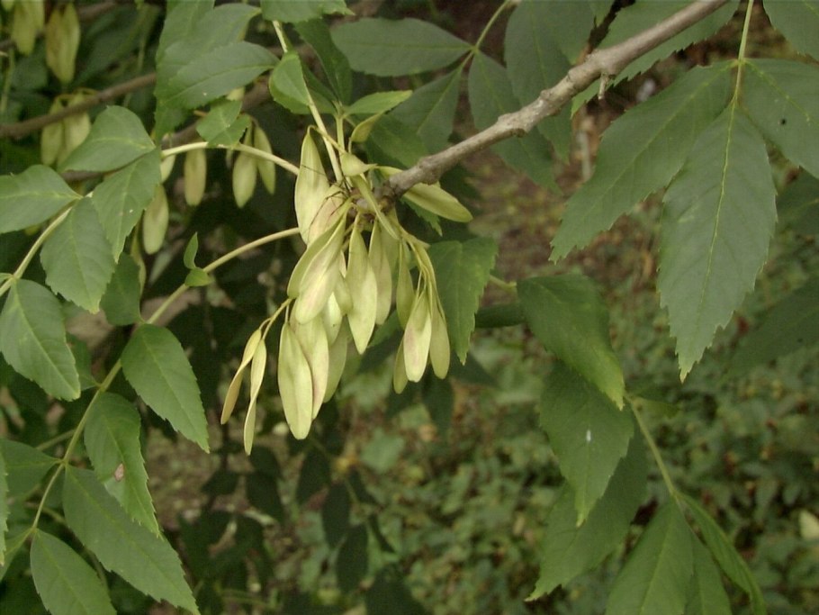 Узколистный ясень (Fraxinus angustifolia)