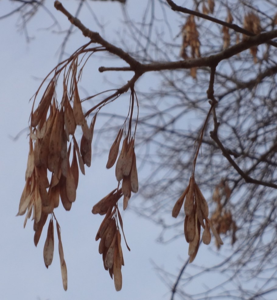 Плоды ясеня