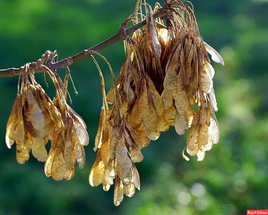 Серёжки клена остролистного