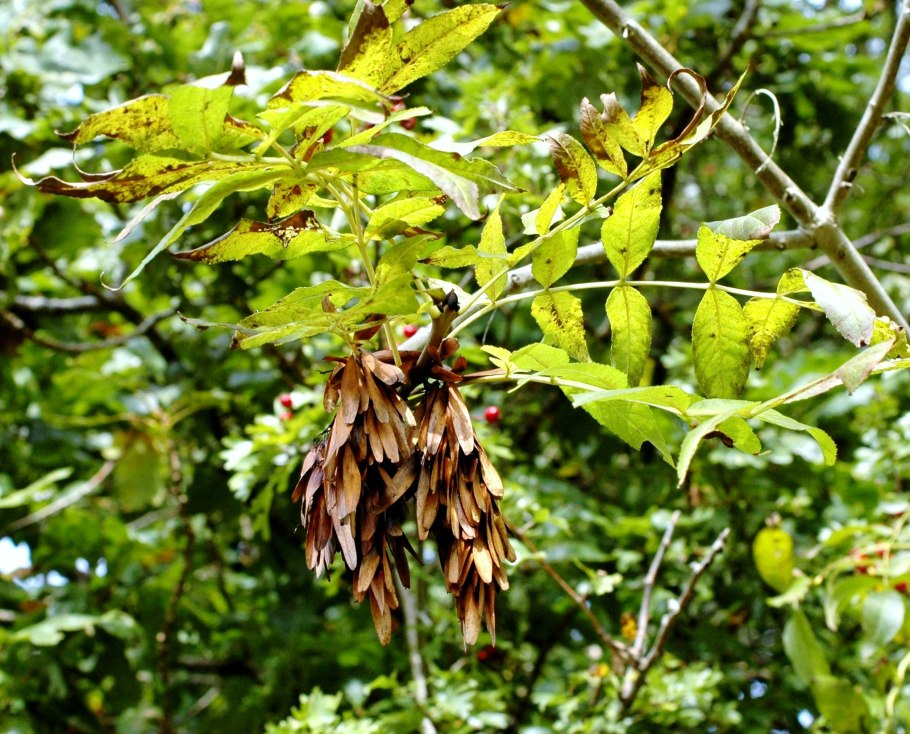 Ясень маньчжурский Fraxinus mandshurica