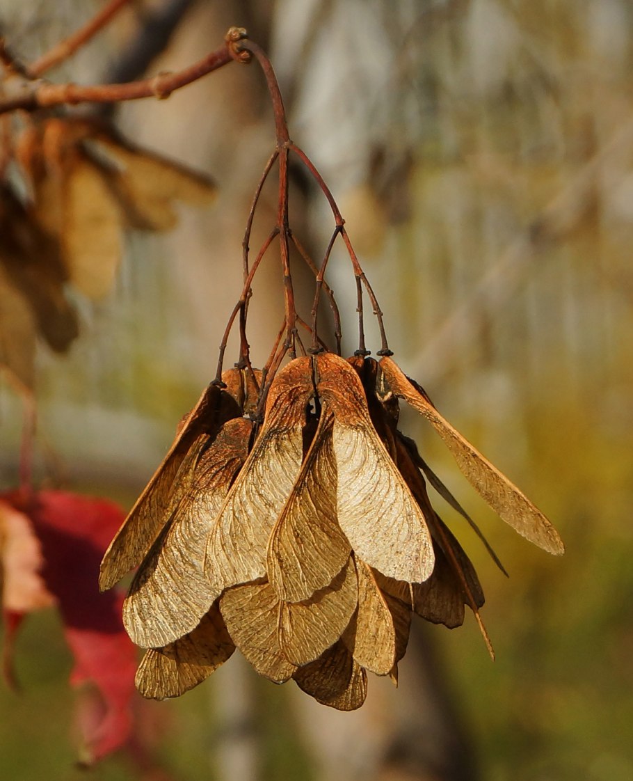 Клён ясенелистный вертолетики