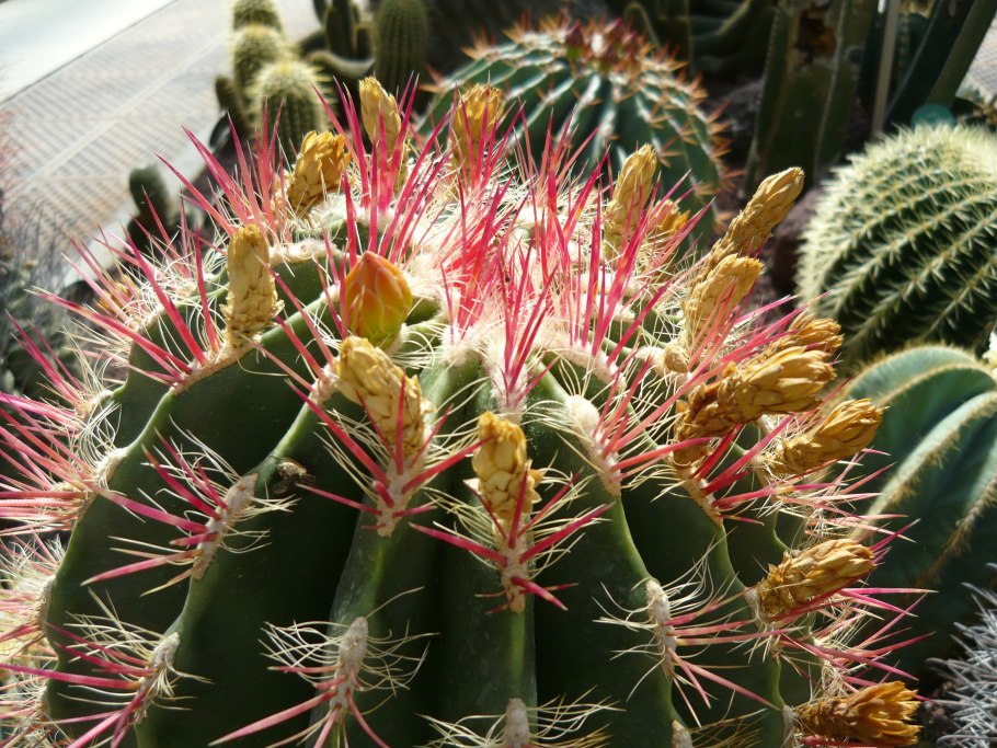 Ferocactus pilosus
