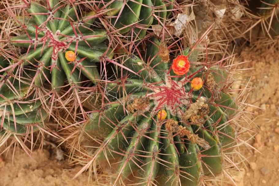 Ferocactus stainesii