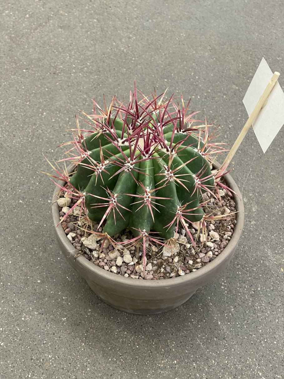 Ferocactus viridescens Rus 157