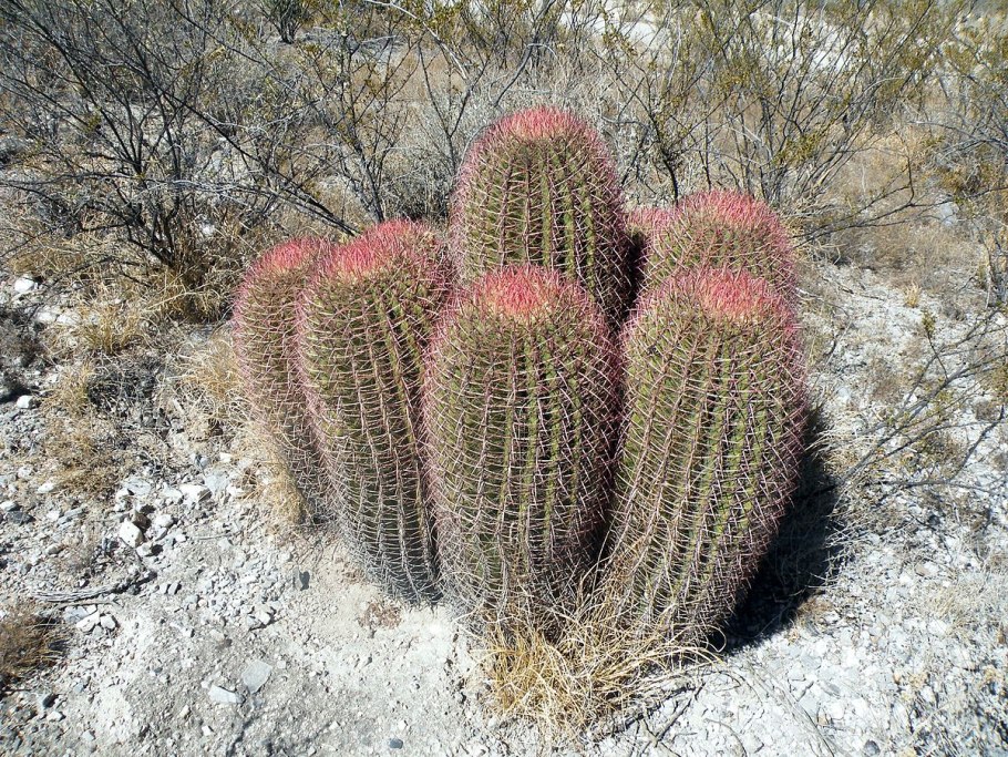 Ferocactus pilosus Rus- 474
