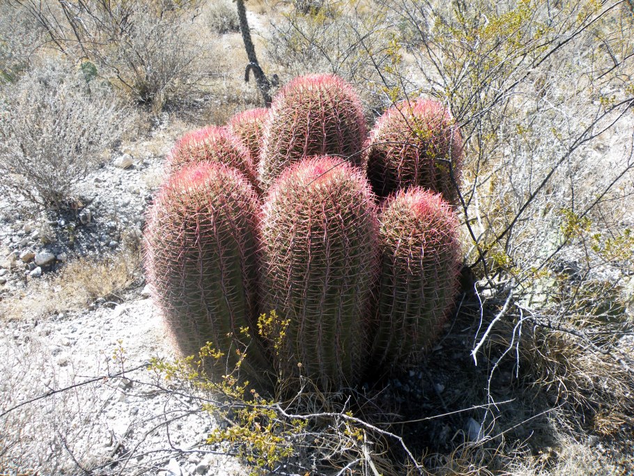 Ферокактус волосистый
