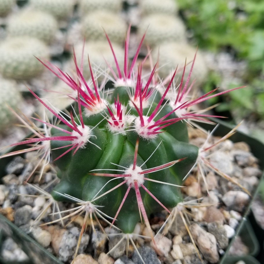 Ferocactus rippenhagenii