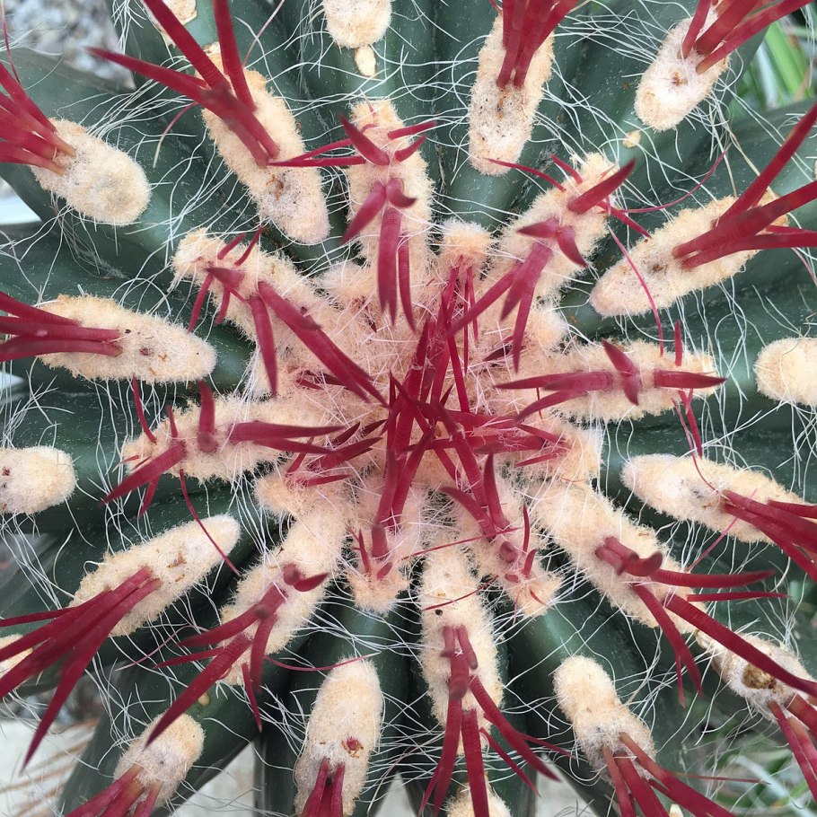 Ferocactus pilosus