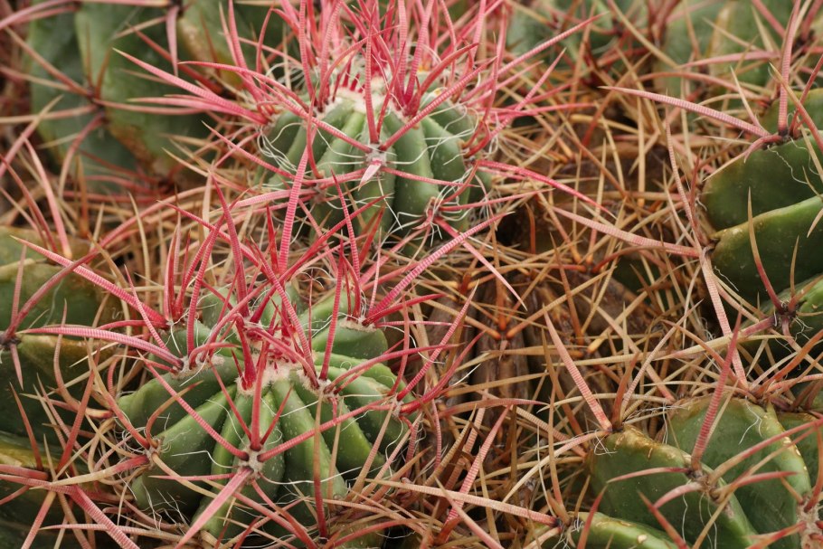 Ferocactus stainesii